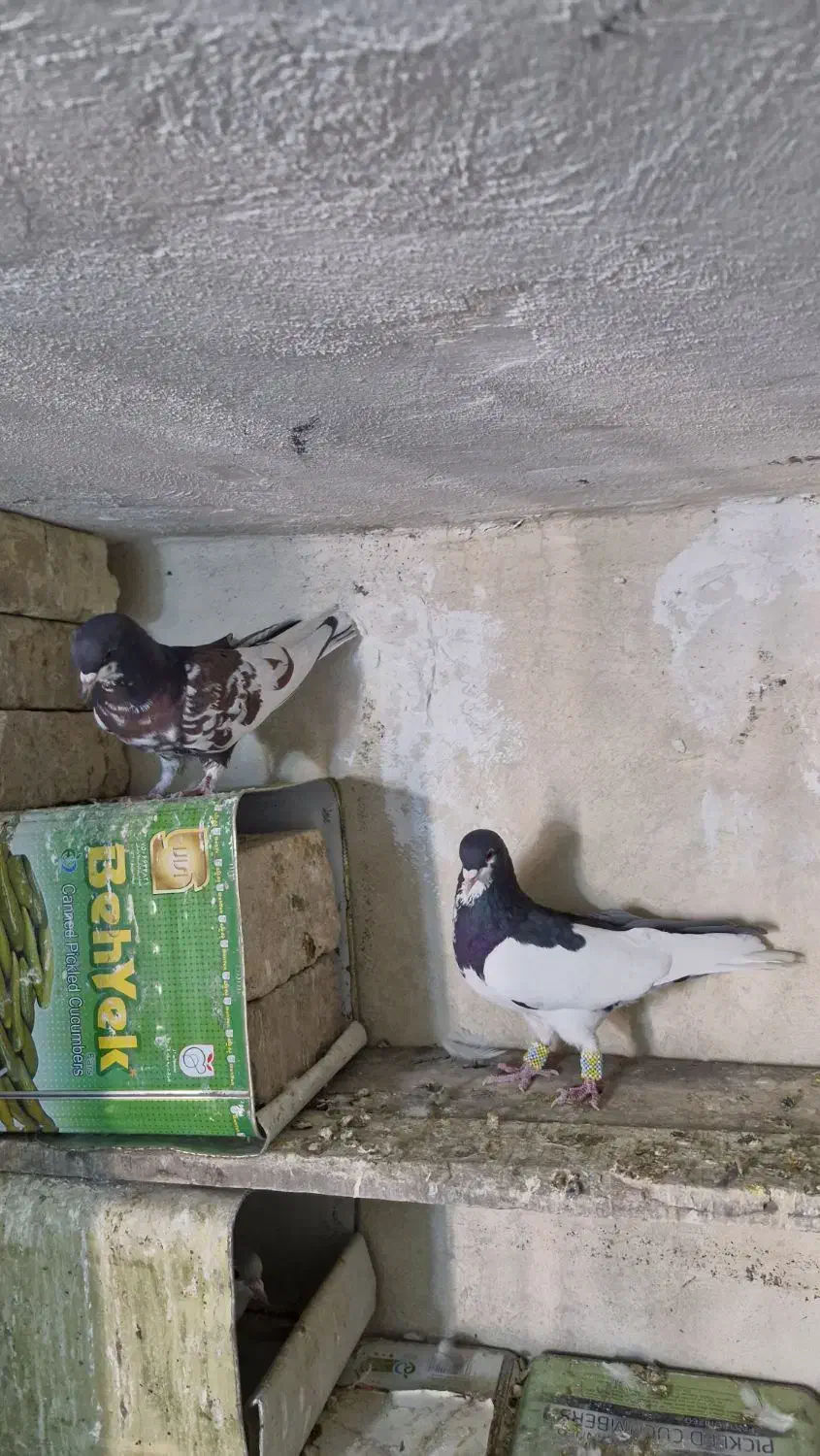 شهری|پرنده|شیراز, گویم|دیوار