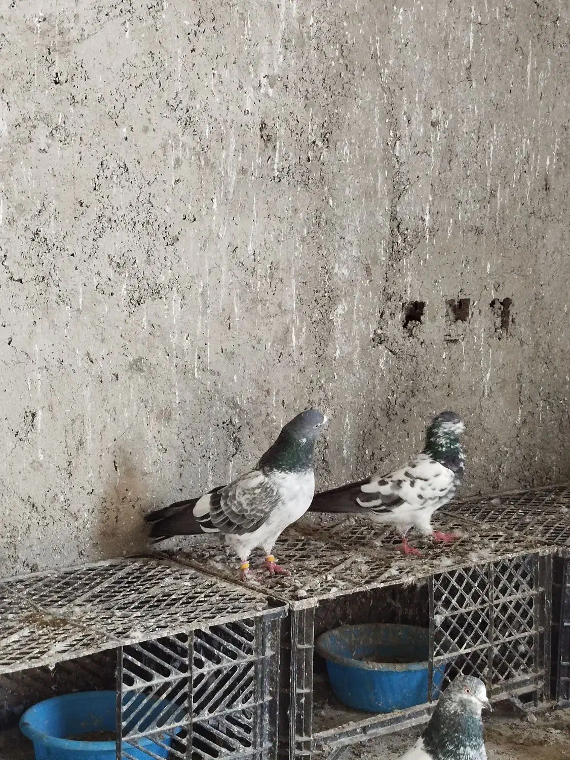 کبوترگرو|پرنده|سنگر, |دیوار