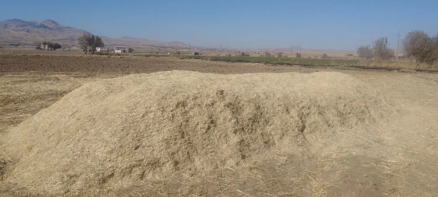 کاه تمیز|عمده‌فروشی|سنقر, |دیوار