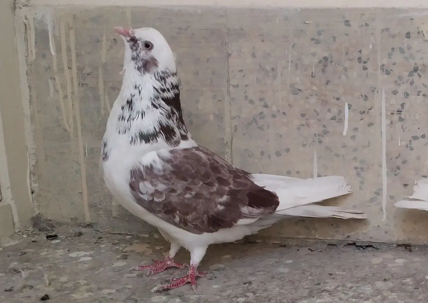 یک جفت کبوتر تهرانی|پرنده|اصفهان, سرچشمه|دیوار