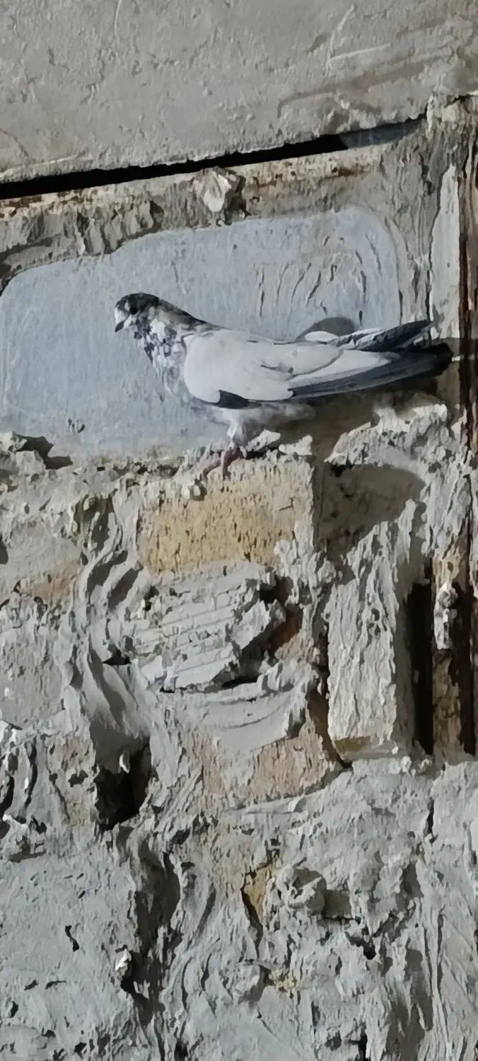 پرنده|پرنده|بروجرد, |دیوار