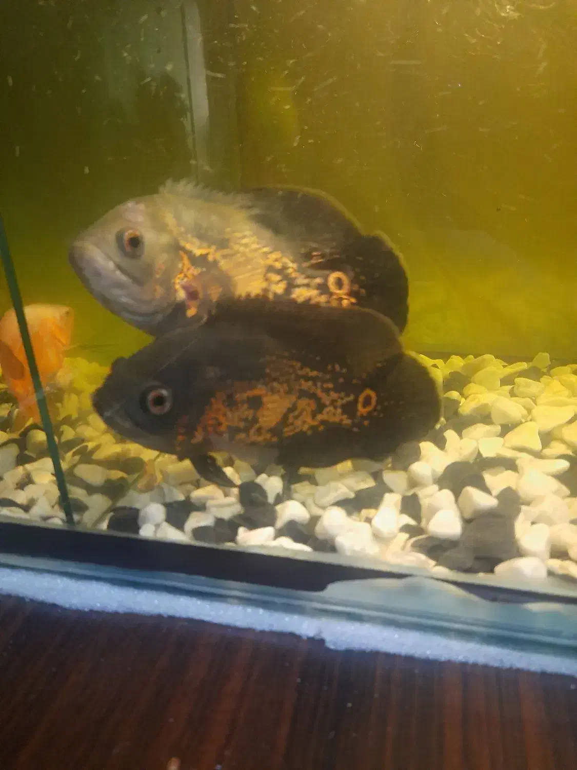 ماهی اسکار|ماهی|صباشهر, |دیوار