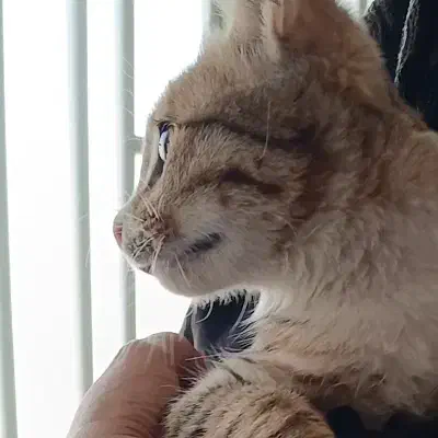 گربه|گربه|تربت جام, المهدی|دیوار