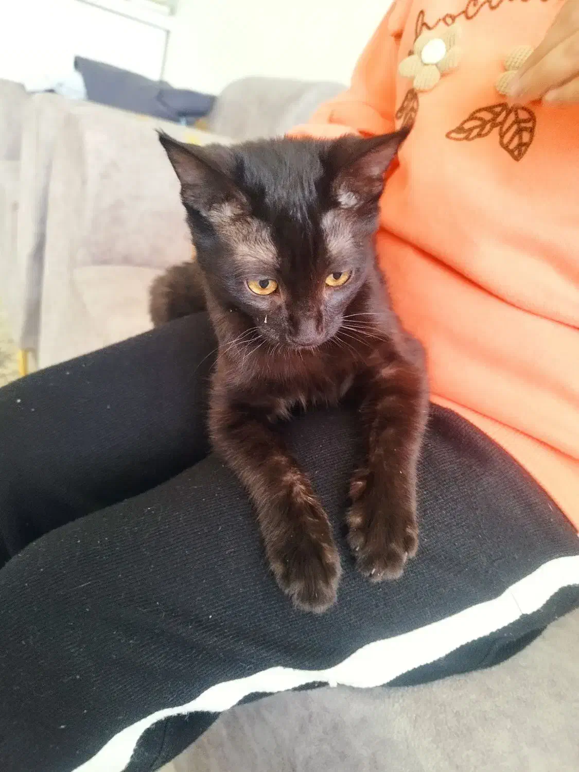 بچه گربه|گربه|تربت جام, مطهری|دیوار