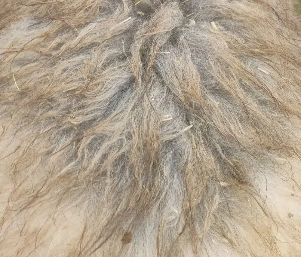 پشم گوسفند|رختخواب، بالش، پتو|شوش, |دیوار