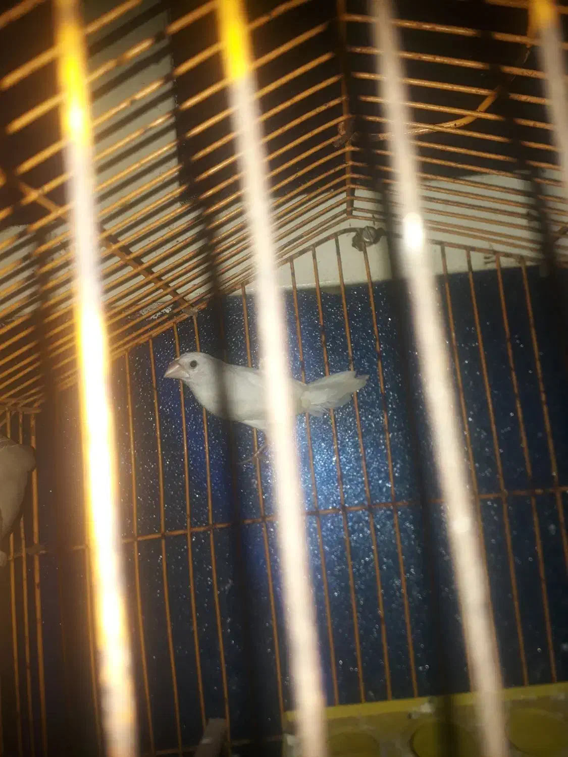 فنج بنگالی نر|پرنده|اهواز, نبوت|دیوار