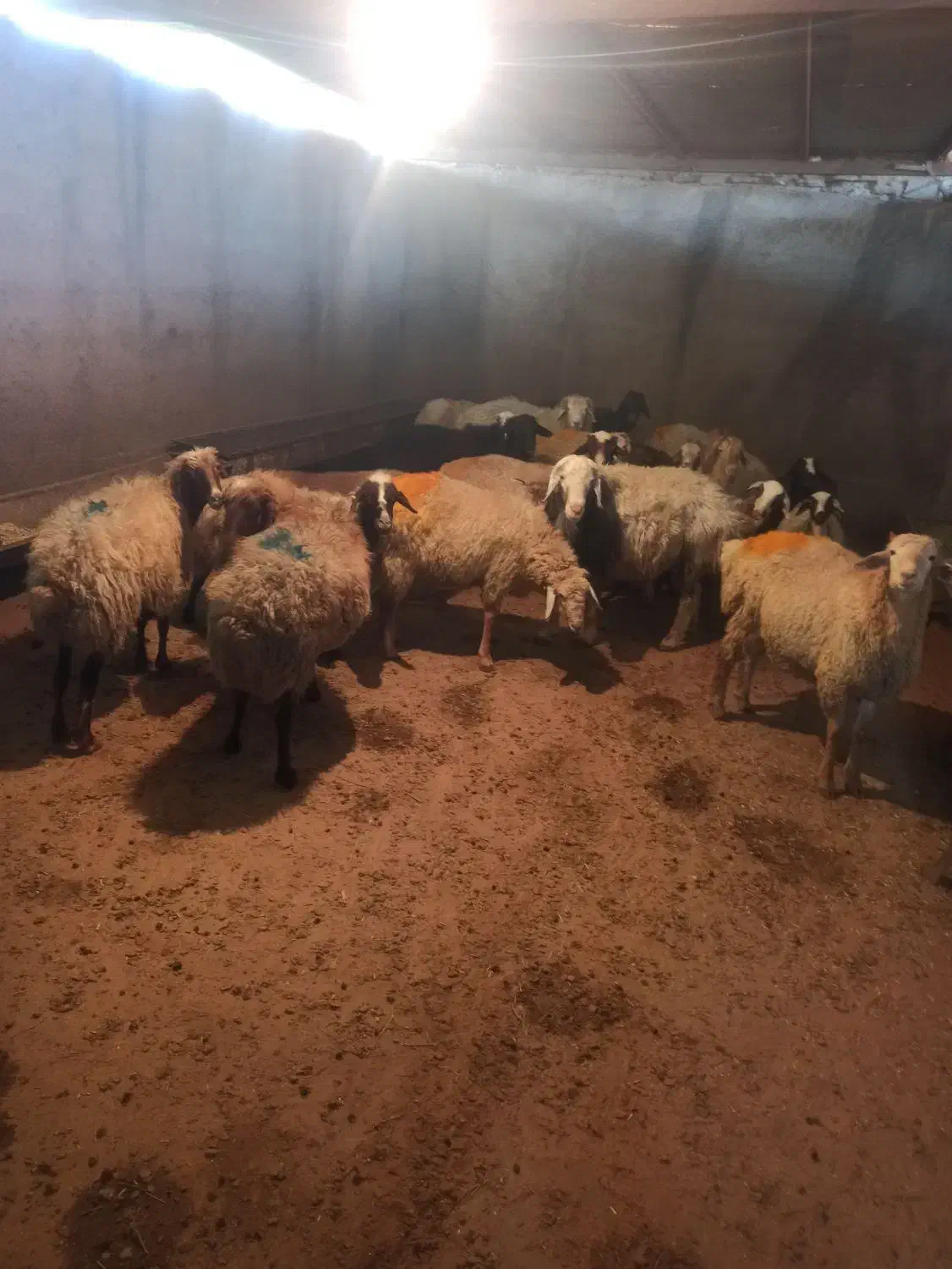 گوسفند زنده قصاب مجرب ارسال رایگان|حیوانات مزرعه|فردوسیه, |دیوار