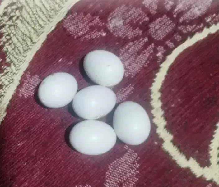 تخم عروس هلندی نطفه دار لوتینو|پرنده|فردیس, شهرک ارم|دیوار