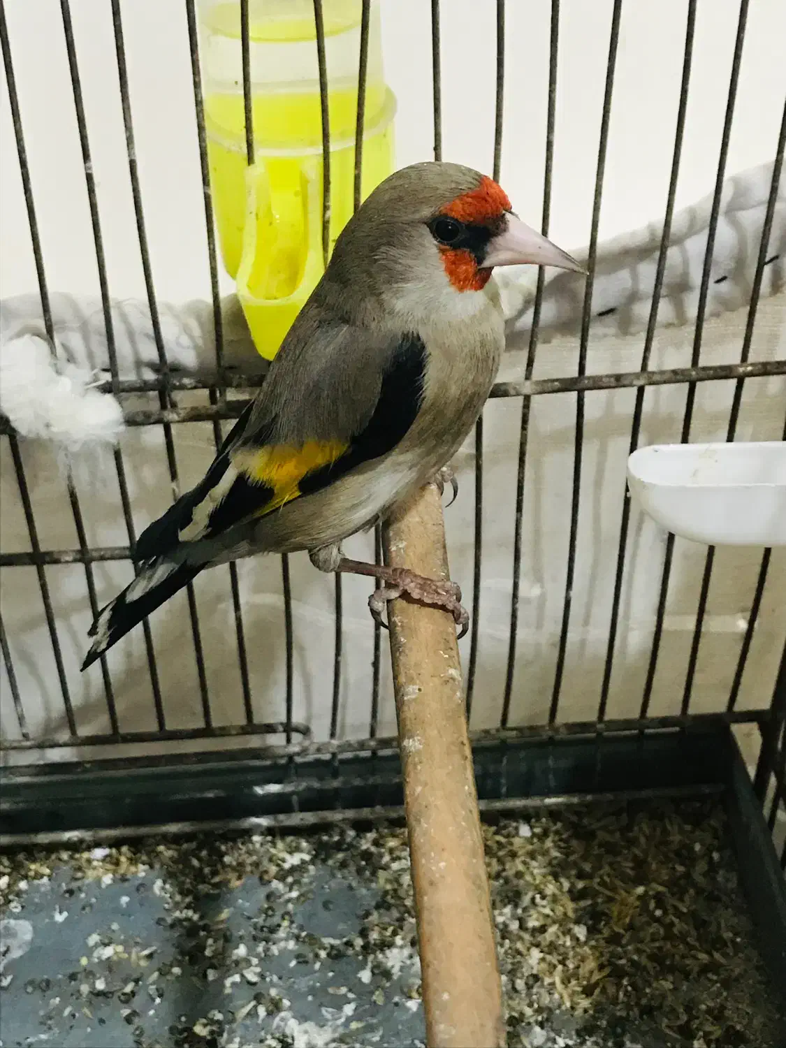 سهره دورگ نر|پرنده|ری, شهید بهشتی|دیوار