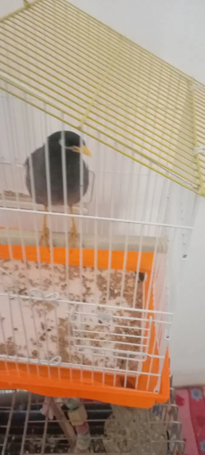 مینا نره|پرنده|قم, شهرک امام حسن|دیوار