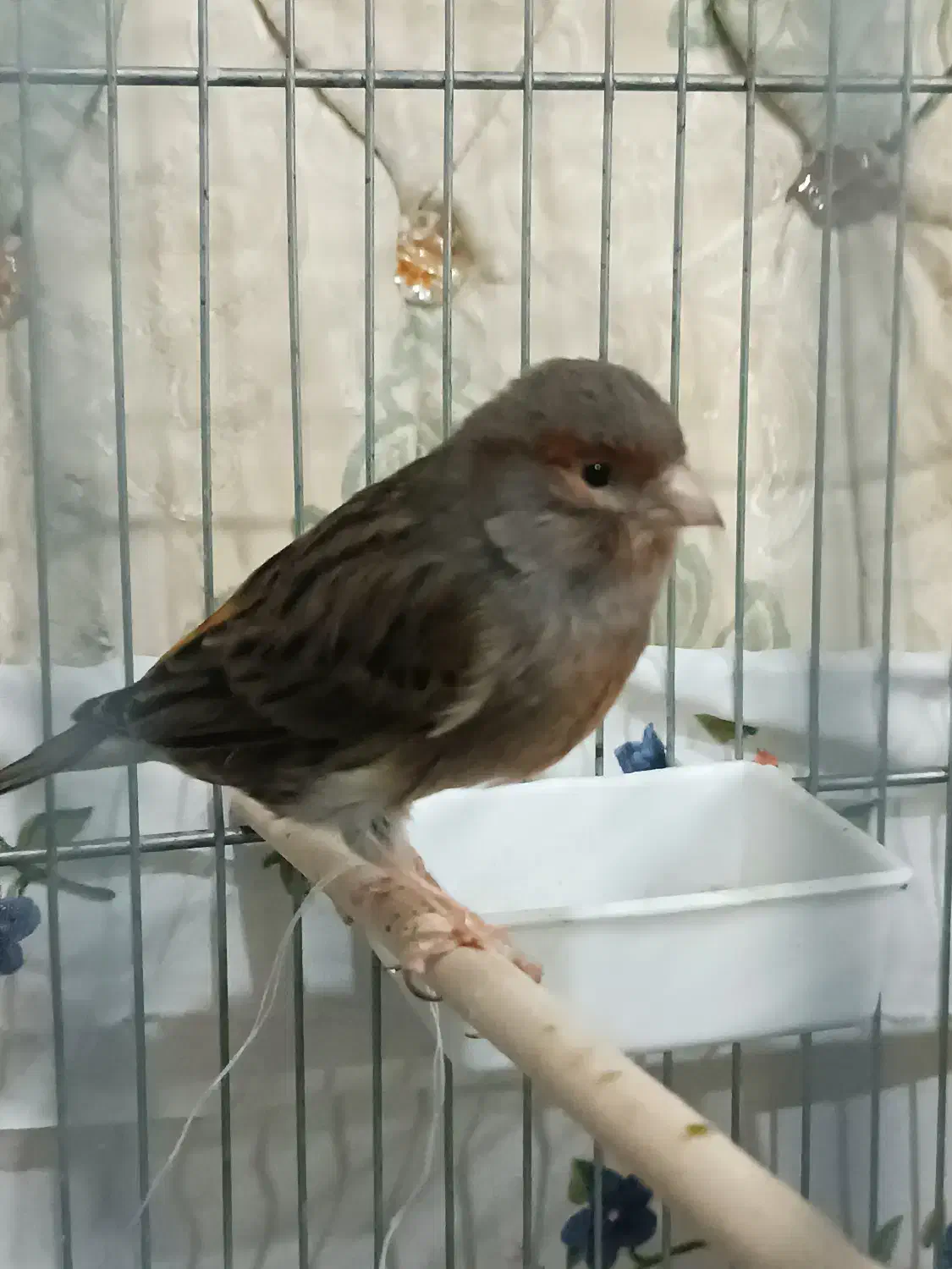 یک عدد قناری ماده کاملا آماده جفت لونه گرم میکنه|پرنده|مریوان, |دیوار