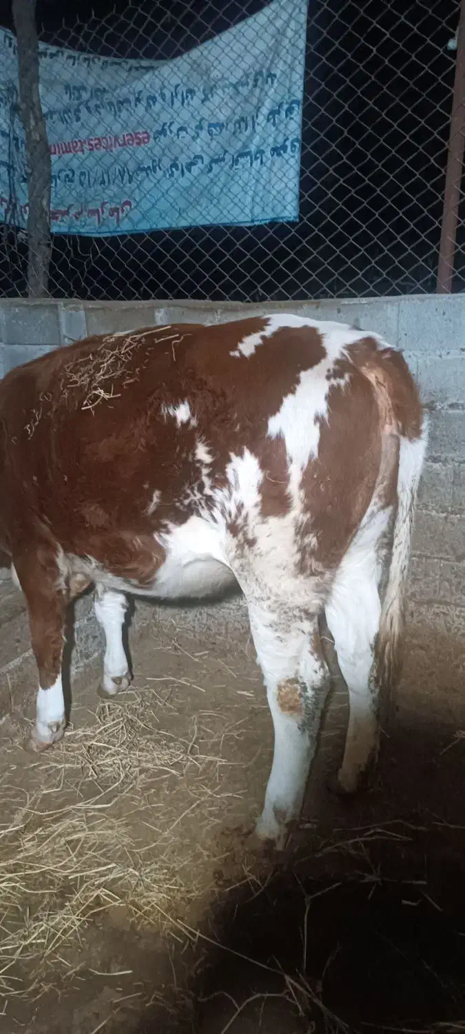 گاو با گوساله سمینتال نر و تلیسه 4ماه ابستن|حیوانات مزرعه|قائم‌شهر, |دیوار