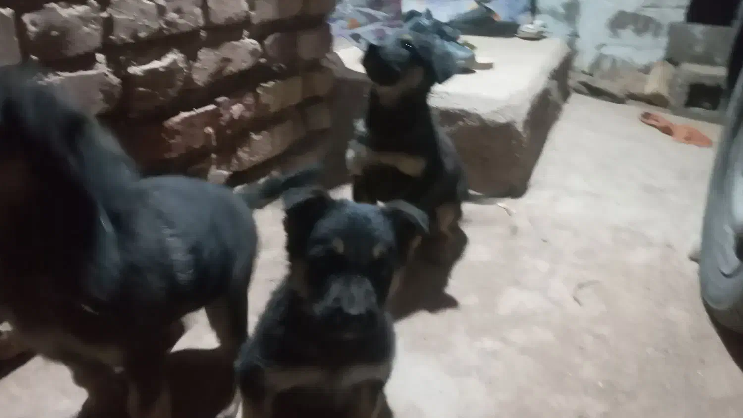 توله دو ماه ژرمن|سگ|زرند, |دیوار