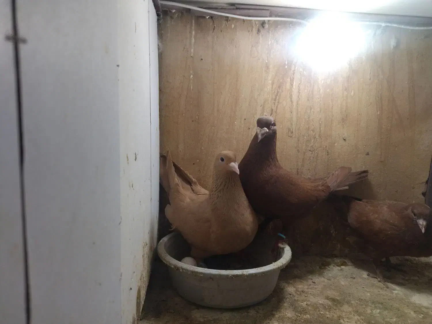 ۳جفت درجه یک|پرنده|مشهد, ایثار|دیوار