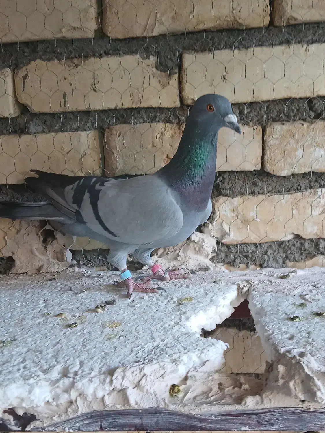 کفتر|پرنده|تربت‌حیدریه, آسایش|دیوار