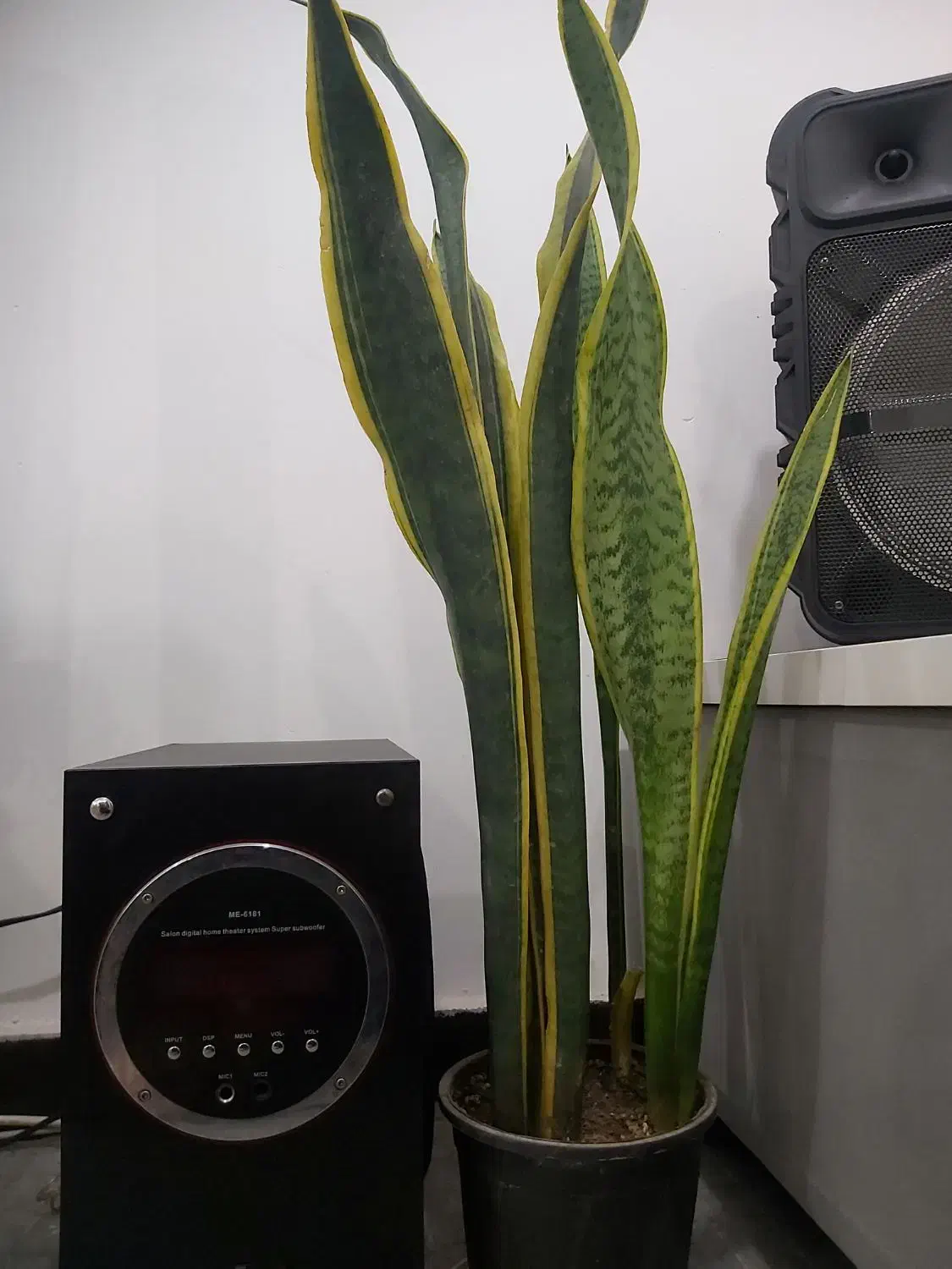 سانسوریا ویوکا|گل و گیاه طبیعی|امیدیه, |دیوار