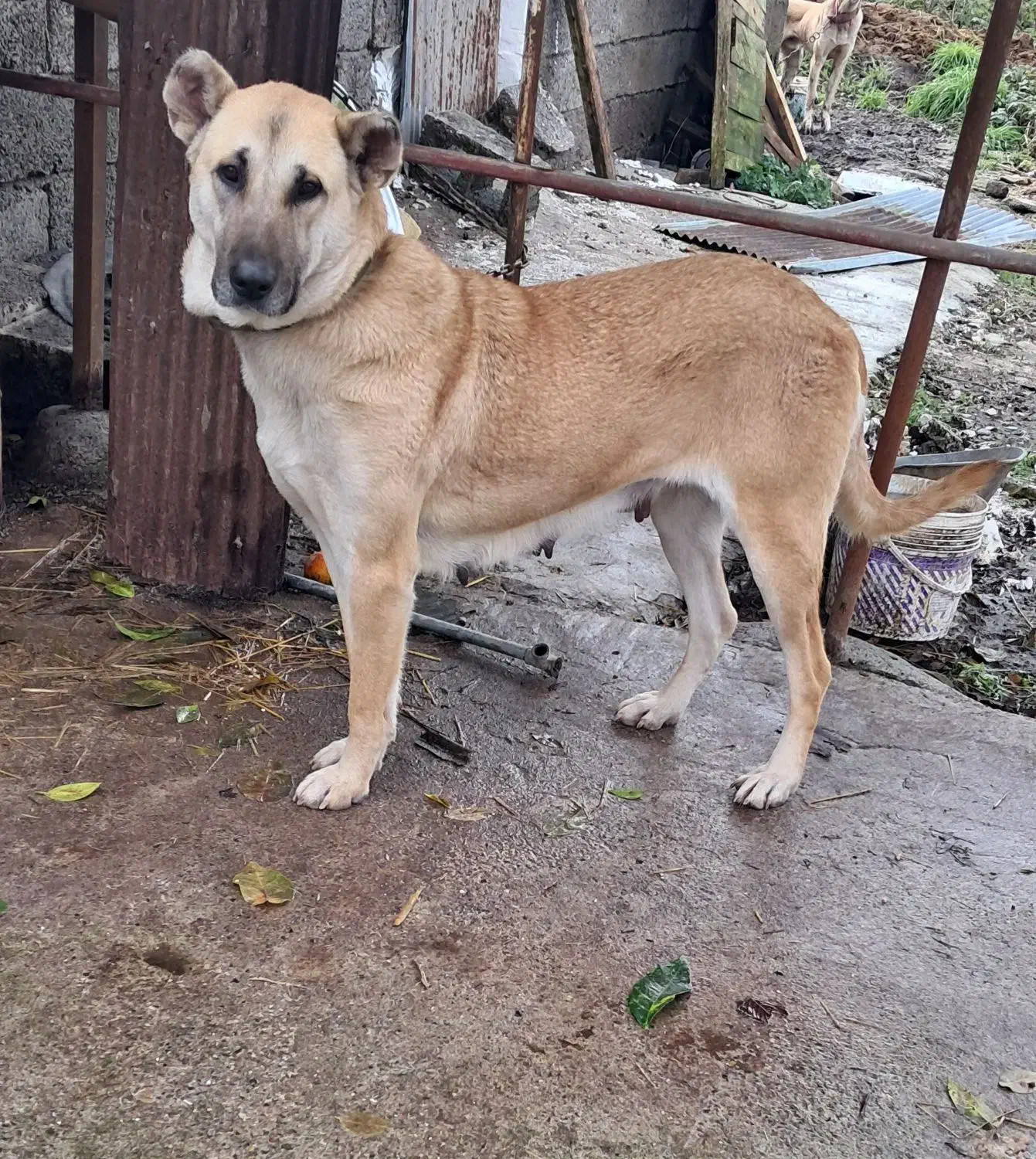 سرابی اصیل|سگ|کوچصفهان, |دیوار