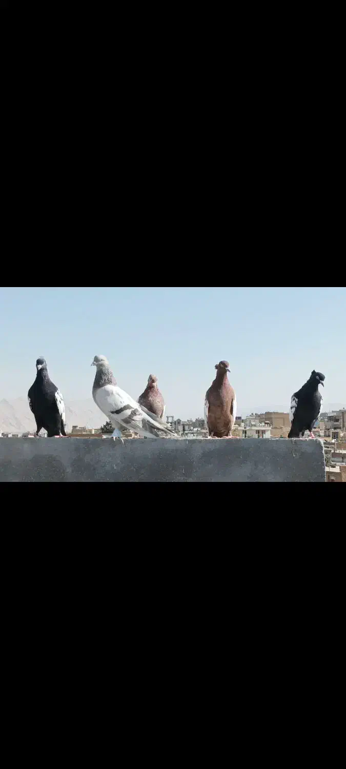 20 تا کفتر هوایی|پرنده|زرقان, |دیوار