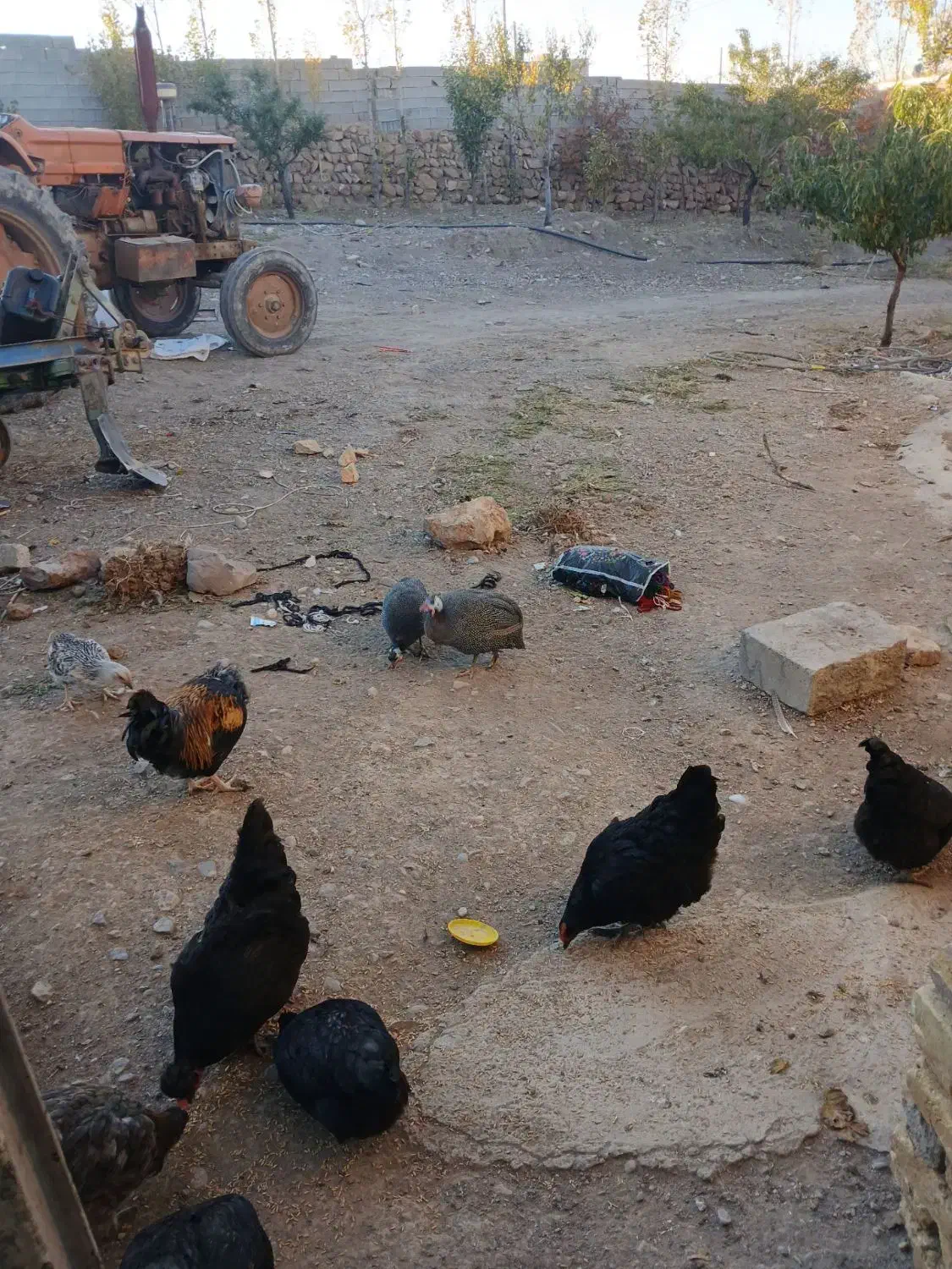 مرغ و خروس محلی و مرغ مصری|حیوانات مزرعه|خواجه, |دیوار