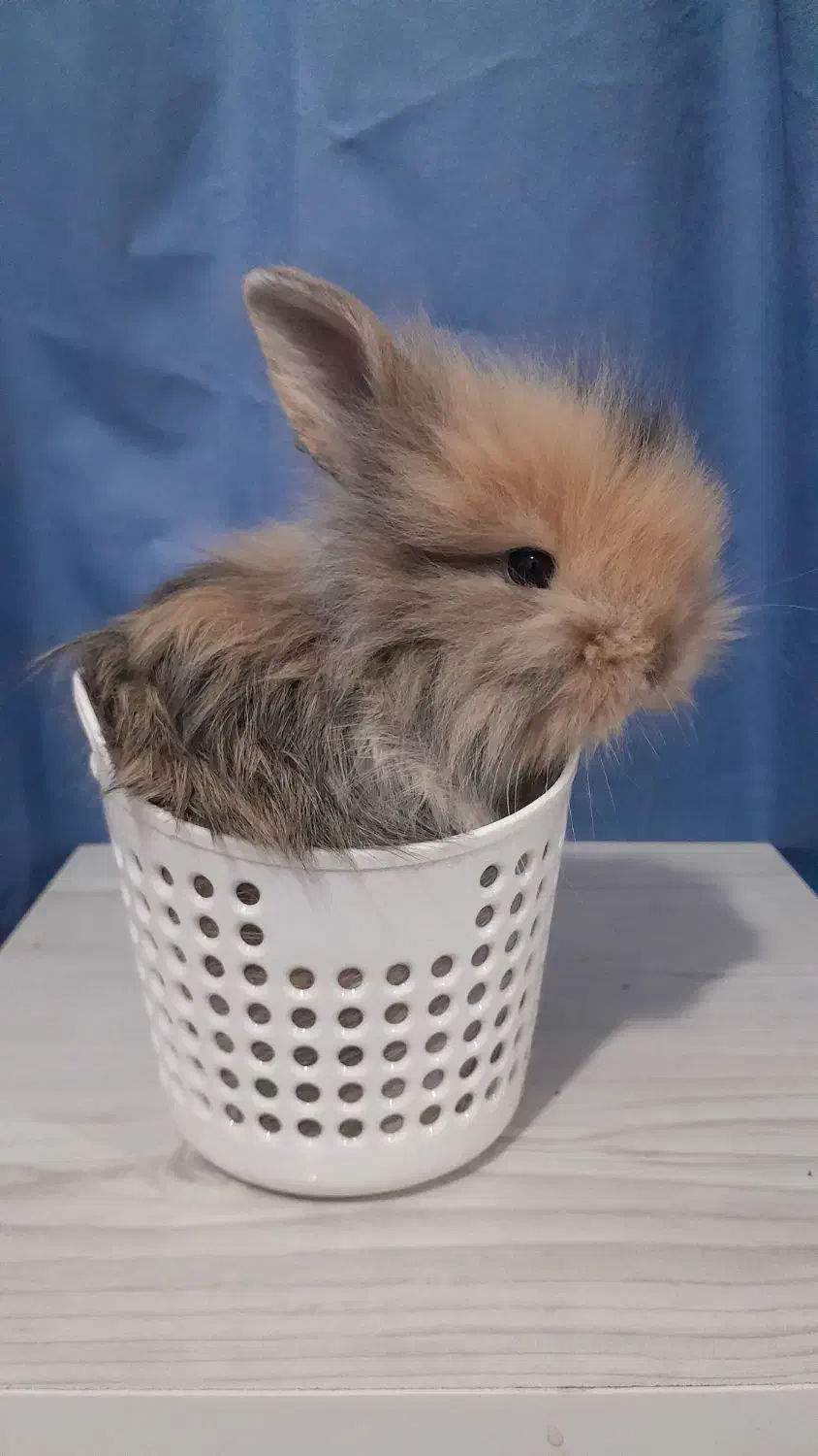 خرگوش عروسکی|موش و خرگوش|دورود, |دیوار