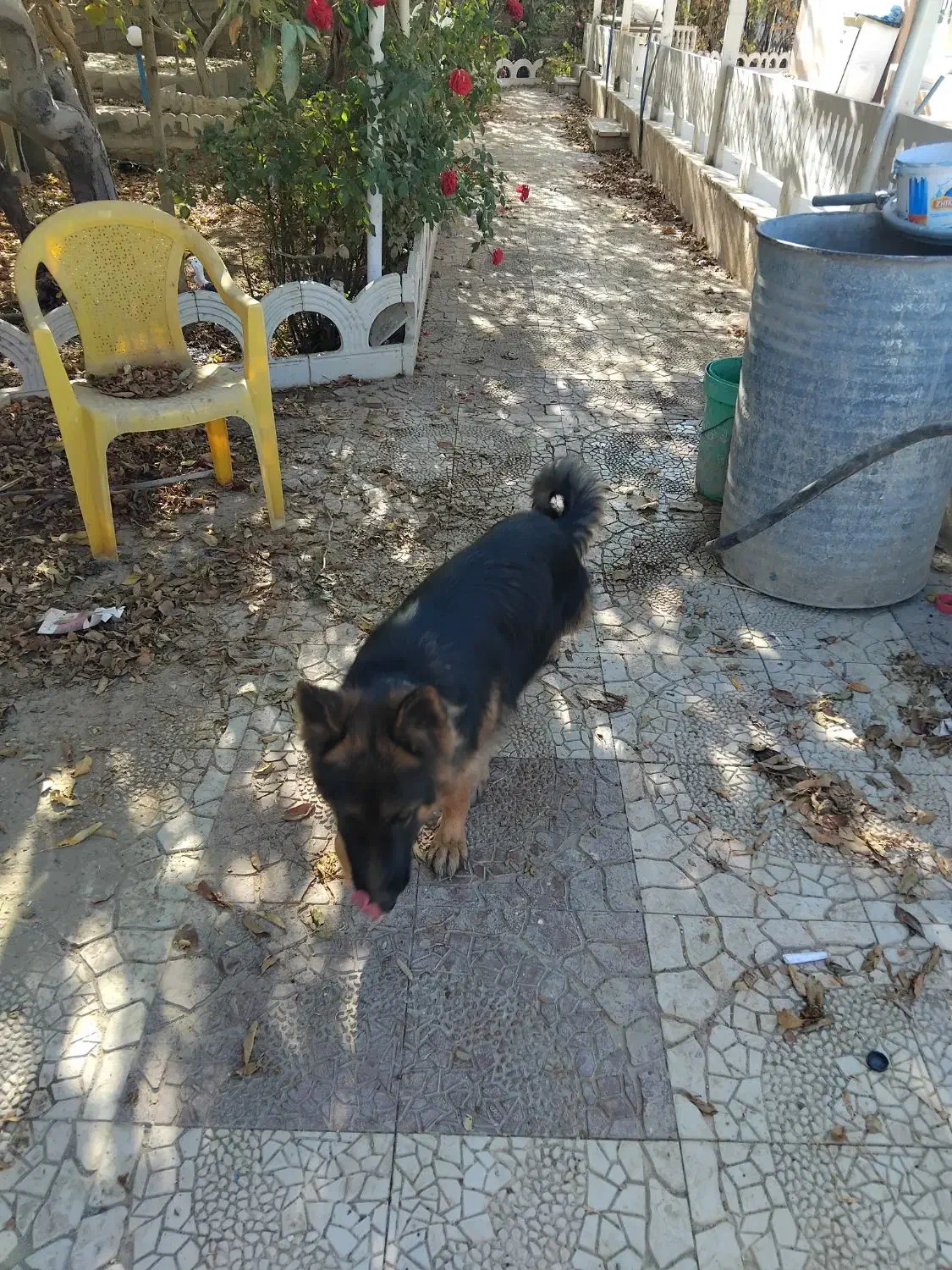 سگ ژرمن|سگ|مشهد, هفده شهریور|دیوار