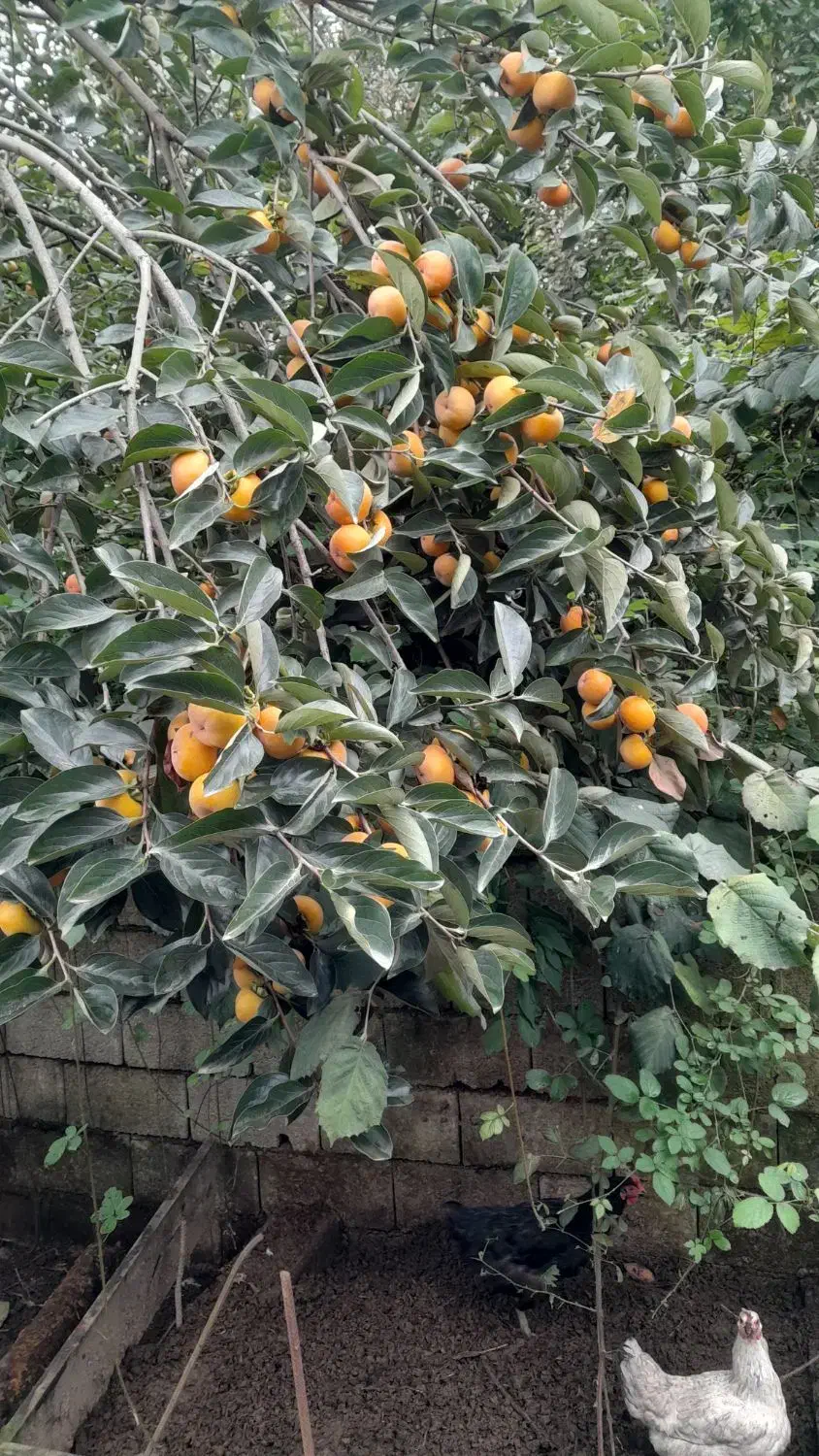 میوه خرمالو|عمده‌فروشی|پره‌سر, |دیوار