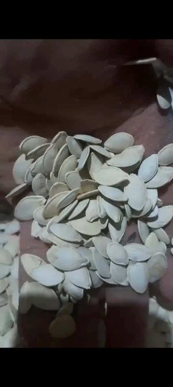 تخمه کدو بوجار شده|حراج|سنقر, |دیوار