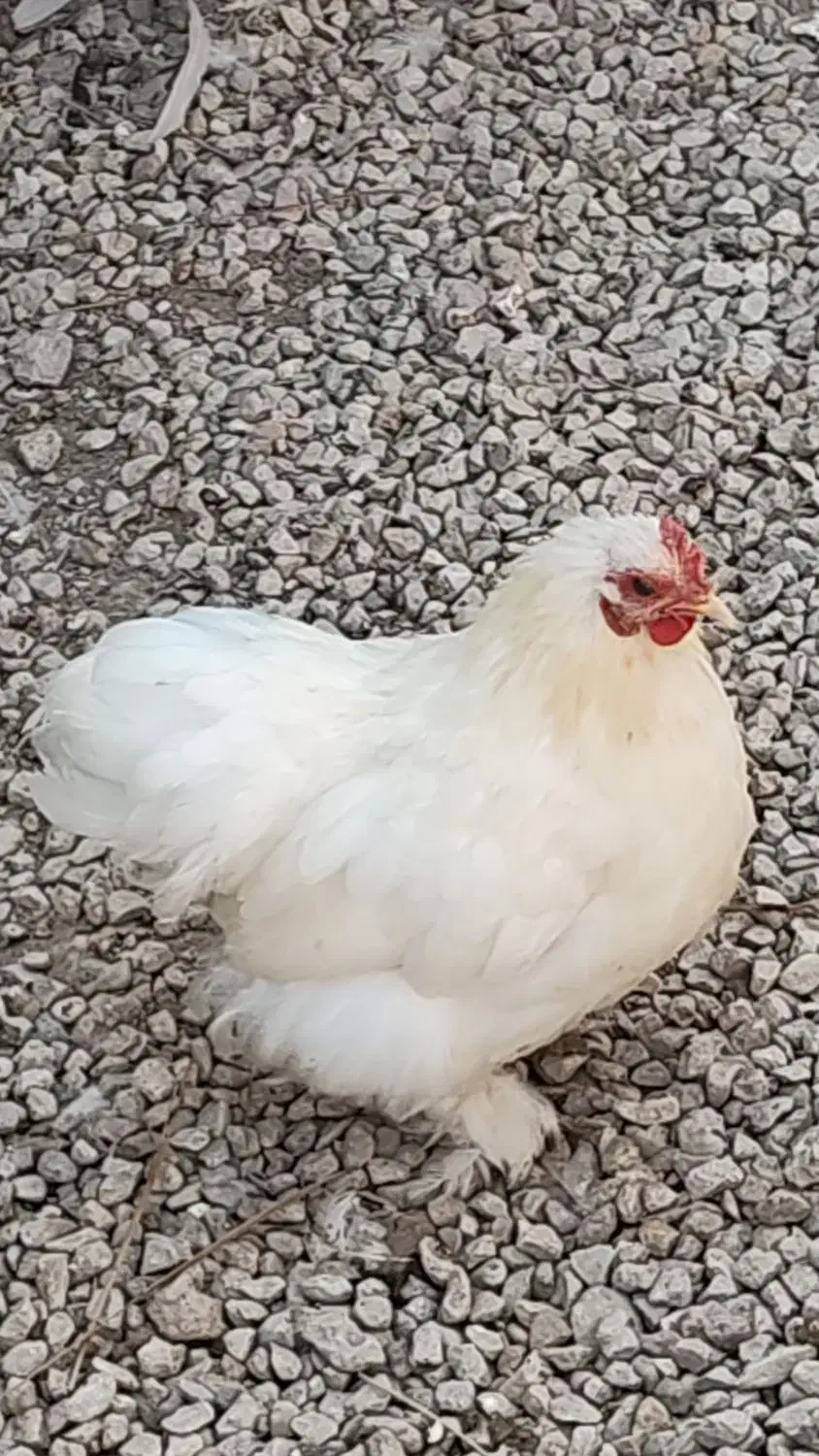 مرغ وخروس خوشین|پرنده|گراش, |دیوار