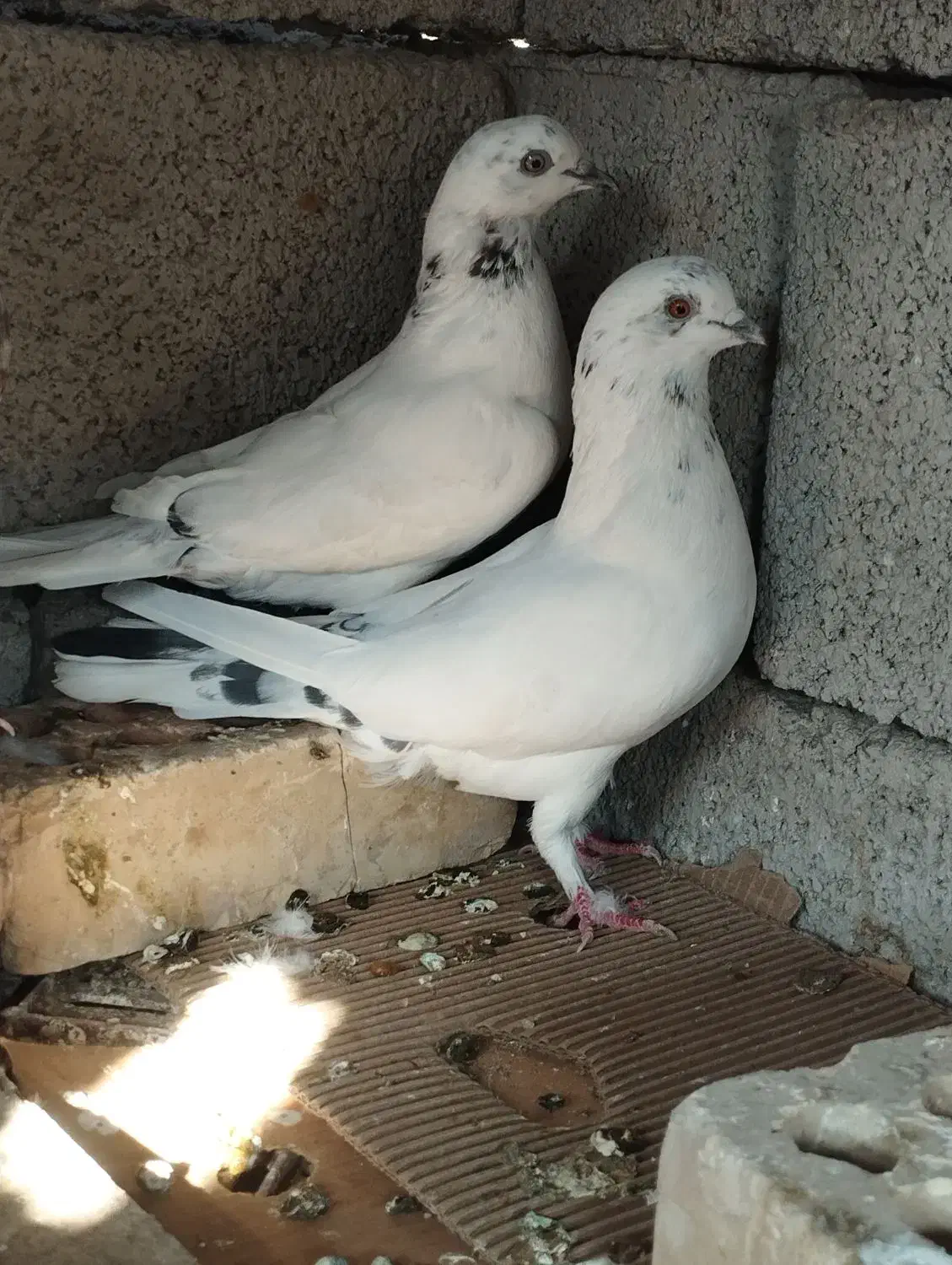 کفتر طوقی پرنده|پرنده|جیرفت, |دیوار