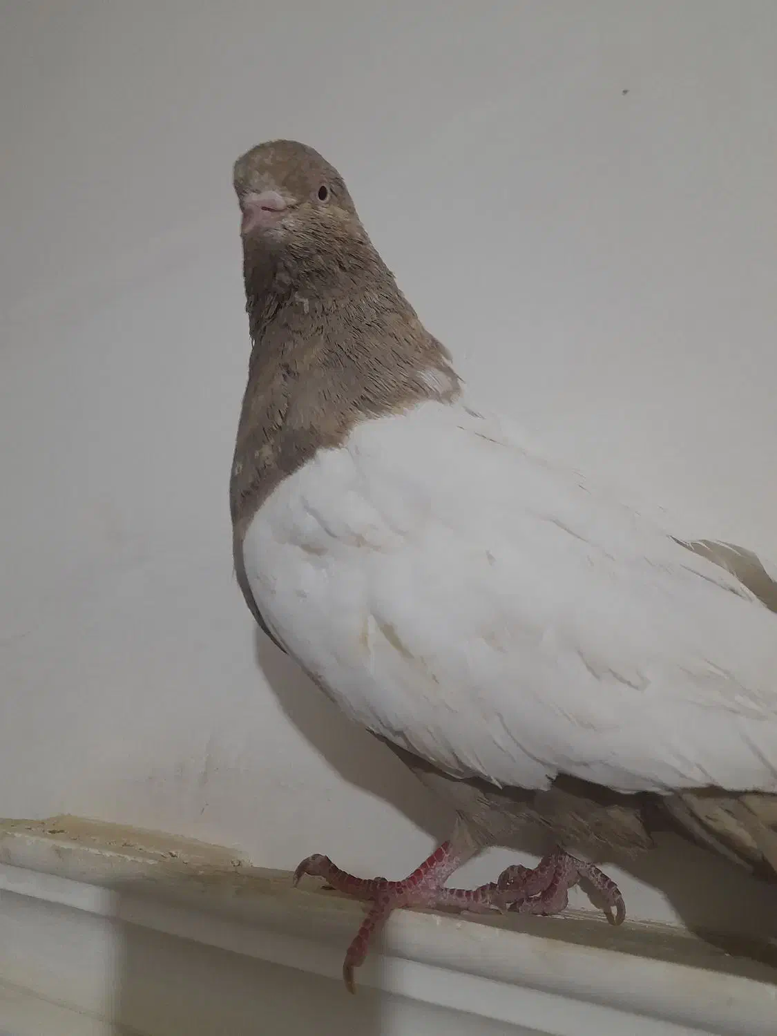 کبوتر سینه زرد|پرنده|نیمروز, |دیوار