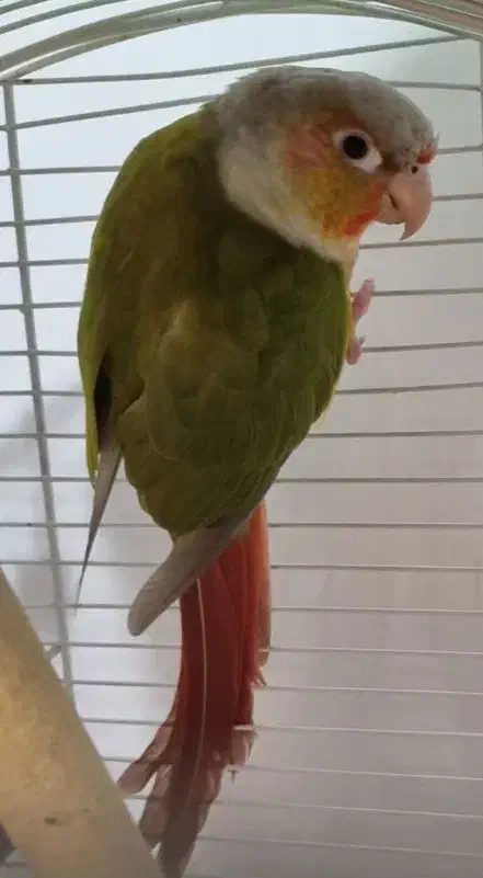 گرینچیک|پرنده|رشت, گلسار|دیوار