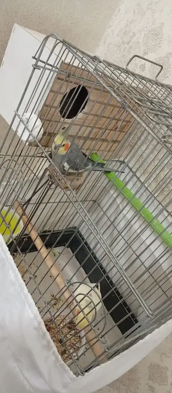 عروس هلندی|پرنده|ماهدشت, |دیوار