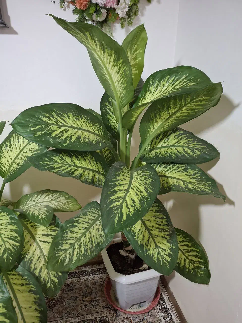 گل طبیعی دیفن پر پشت|گل و گیاه طبیعی|بانه, |دیوار