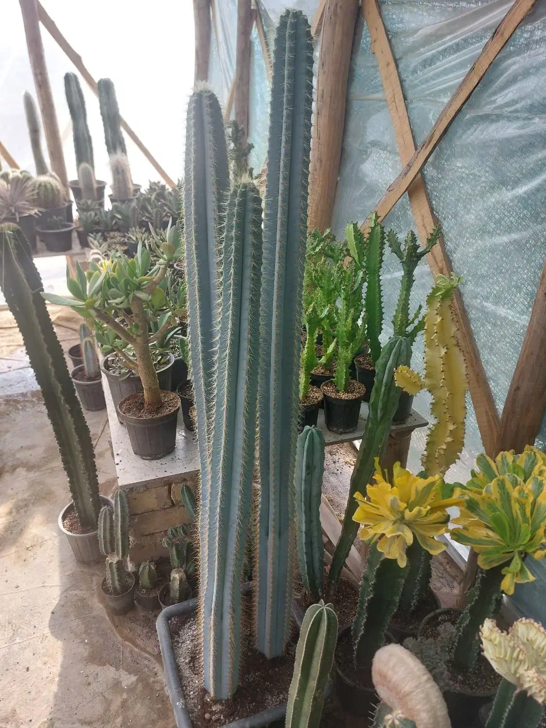 سریوس آبی|گل و گیاه طبیعی|فلاورجان, |دیوار