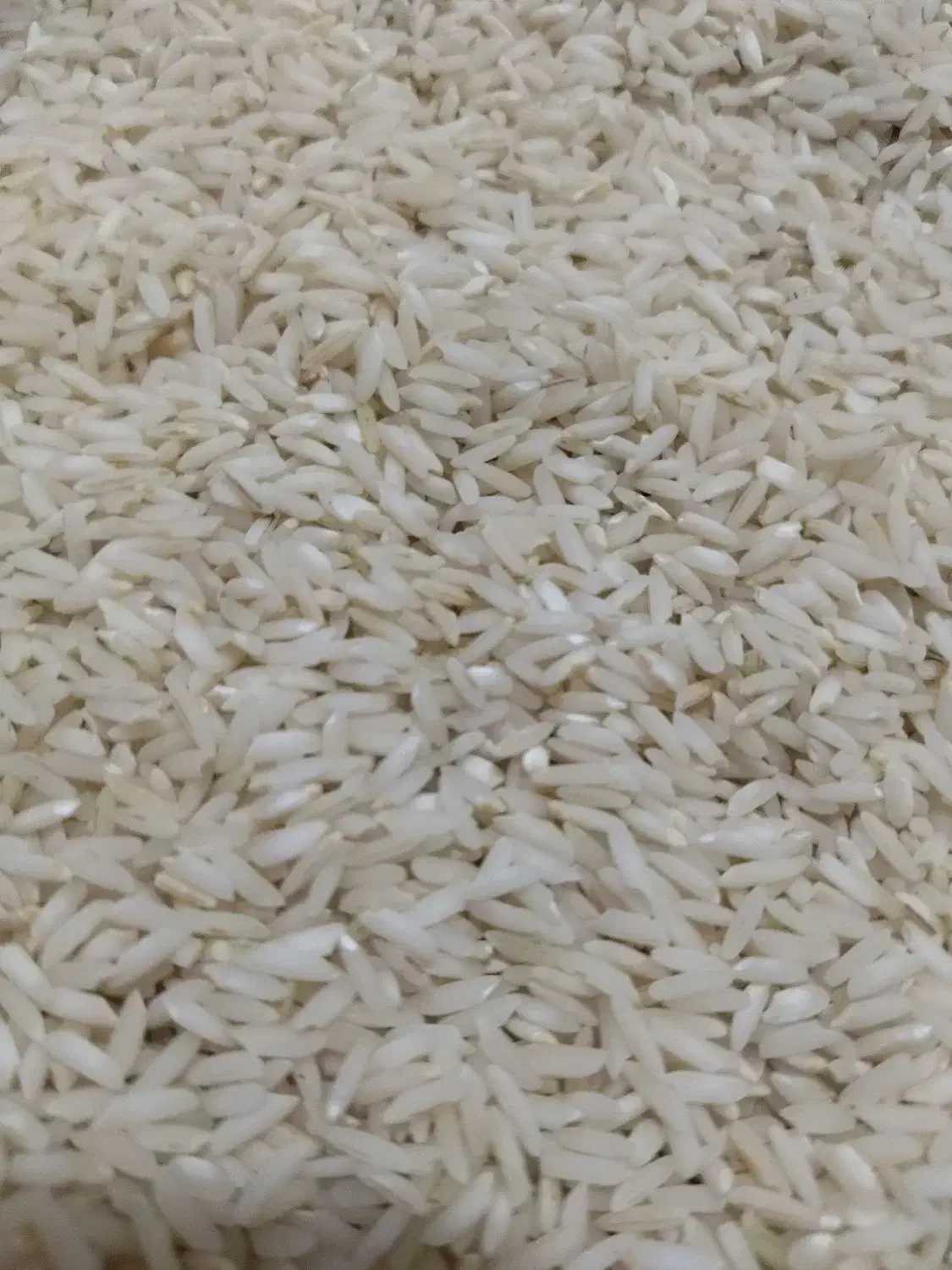 برنج علی کاظمی کشت اول|خوردنی و آشامیدنی|الشتر, |دیوار