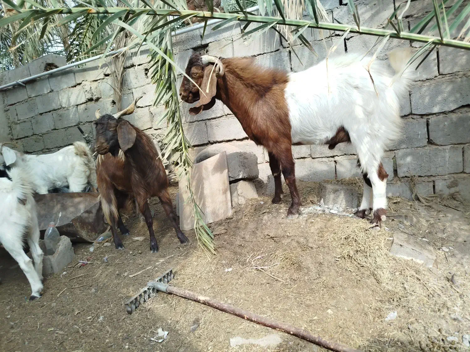 بز نر|حیوانات مزرعه|گنبکی, |دیوار