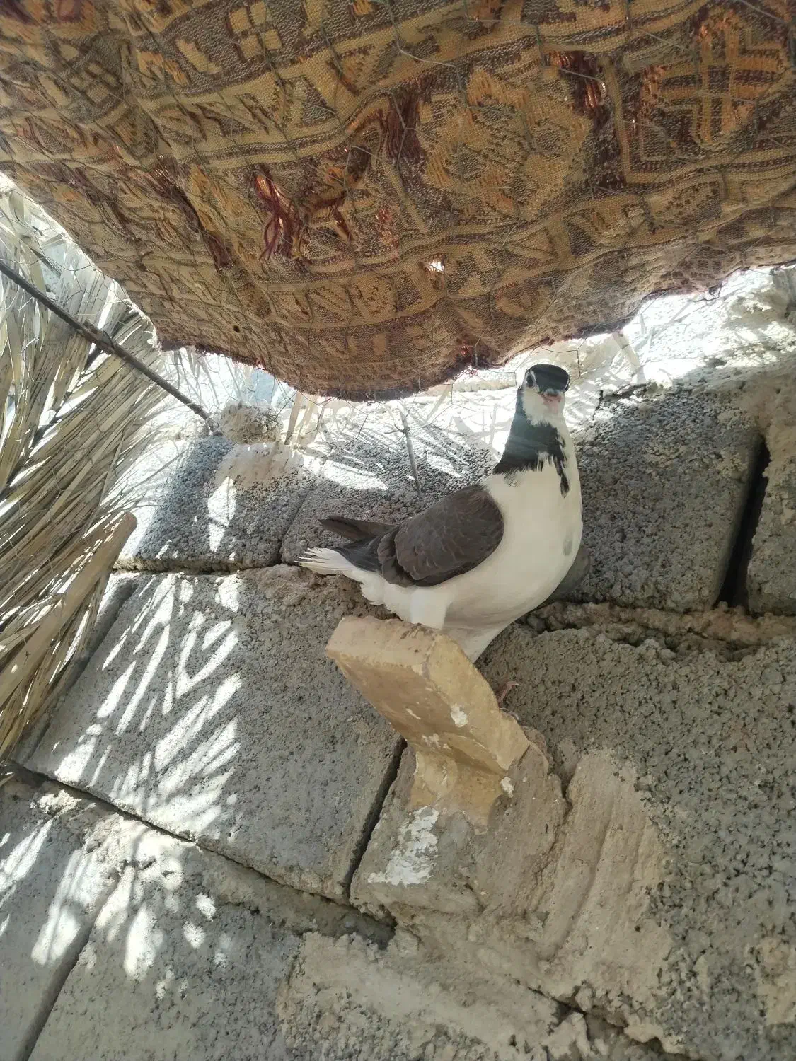 کفتر|پرنده|یزدان شهر, |دیوار