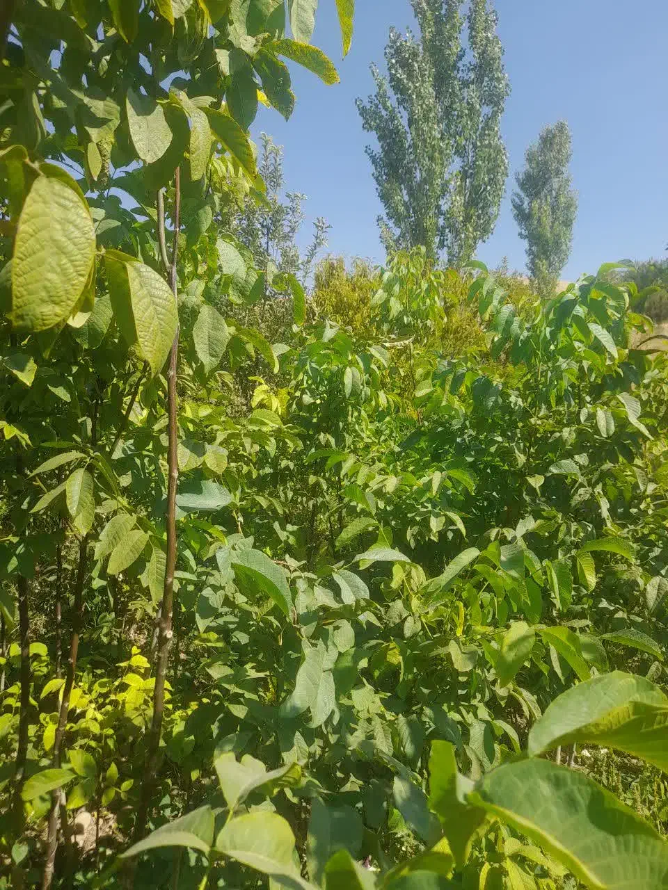 نهال گرده ۳ساله|حراج|شیراز, گویم|دیوار