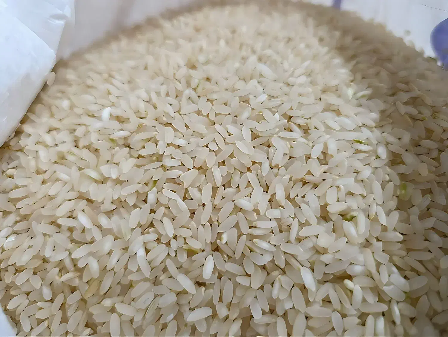 برنج کامفیروز اصل|عمدهفروشی|جهرم, |دیوار