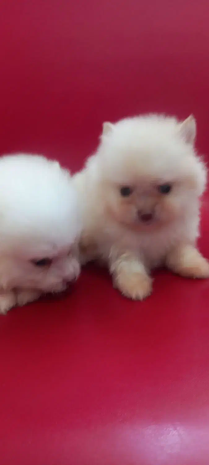 توله سگ|سگ|وحیدیه, |دیوار