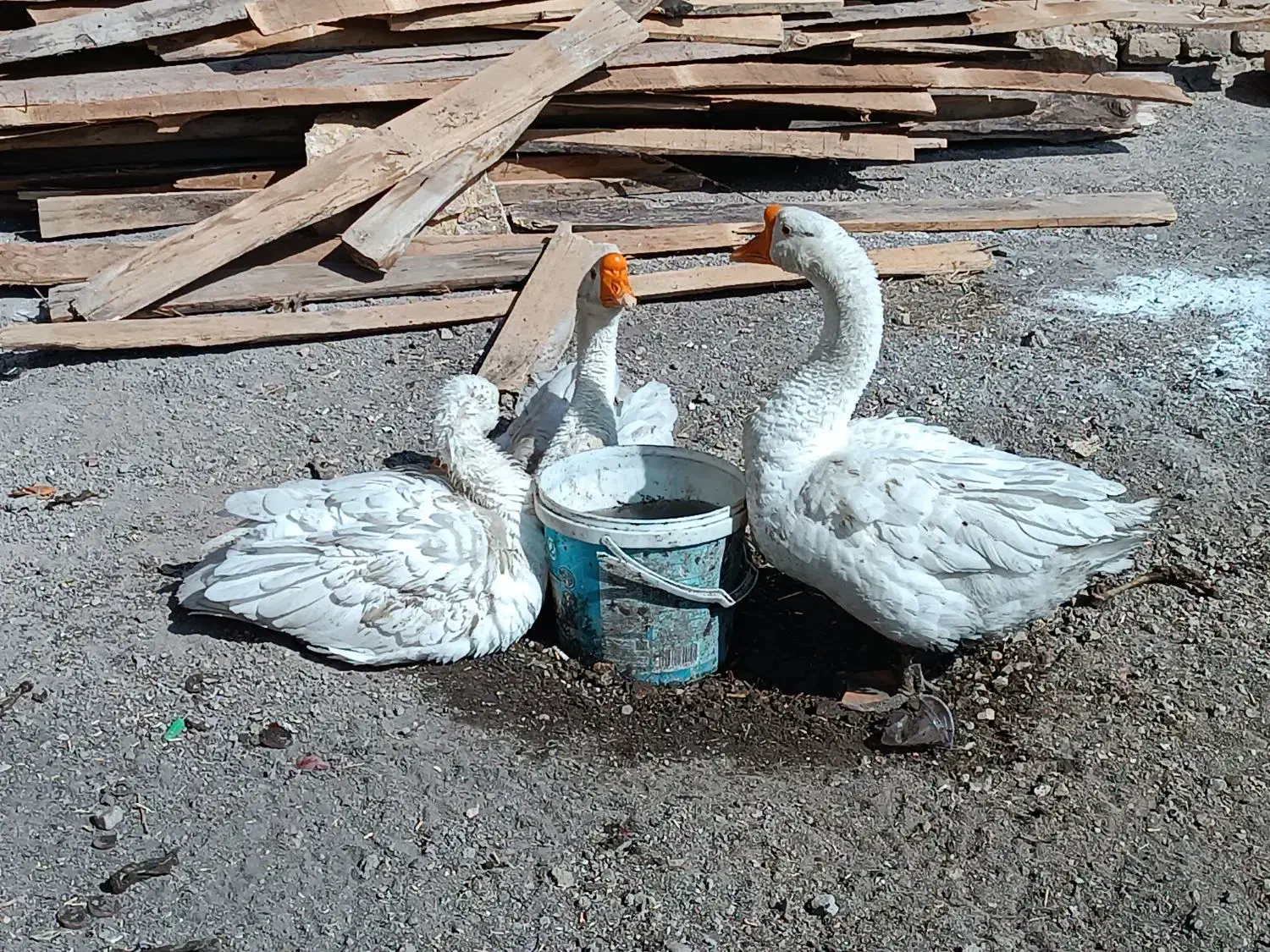 قوغاز چینی|پرنده|قزوین, |دیوار