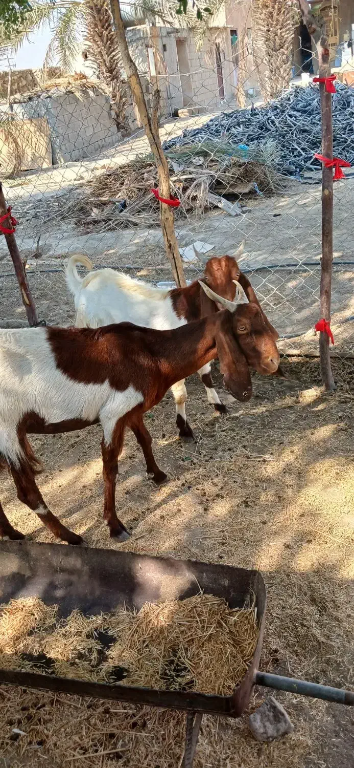 بزو کهره|حیوانات مزرعه|اهرم, |دیوار