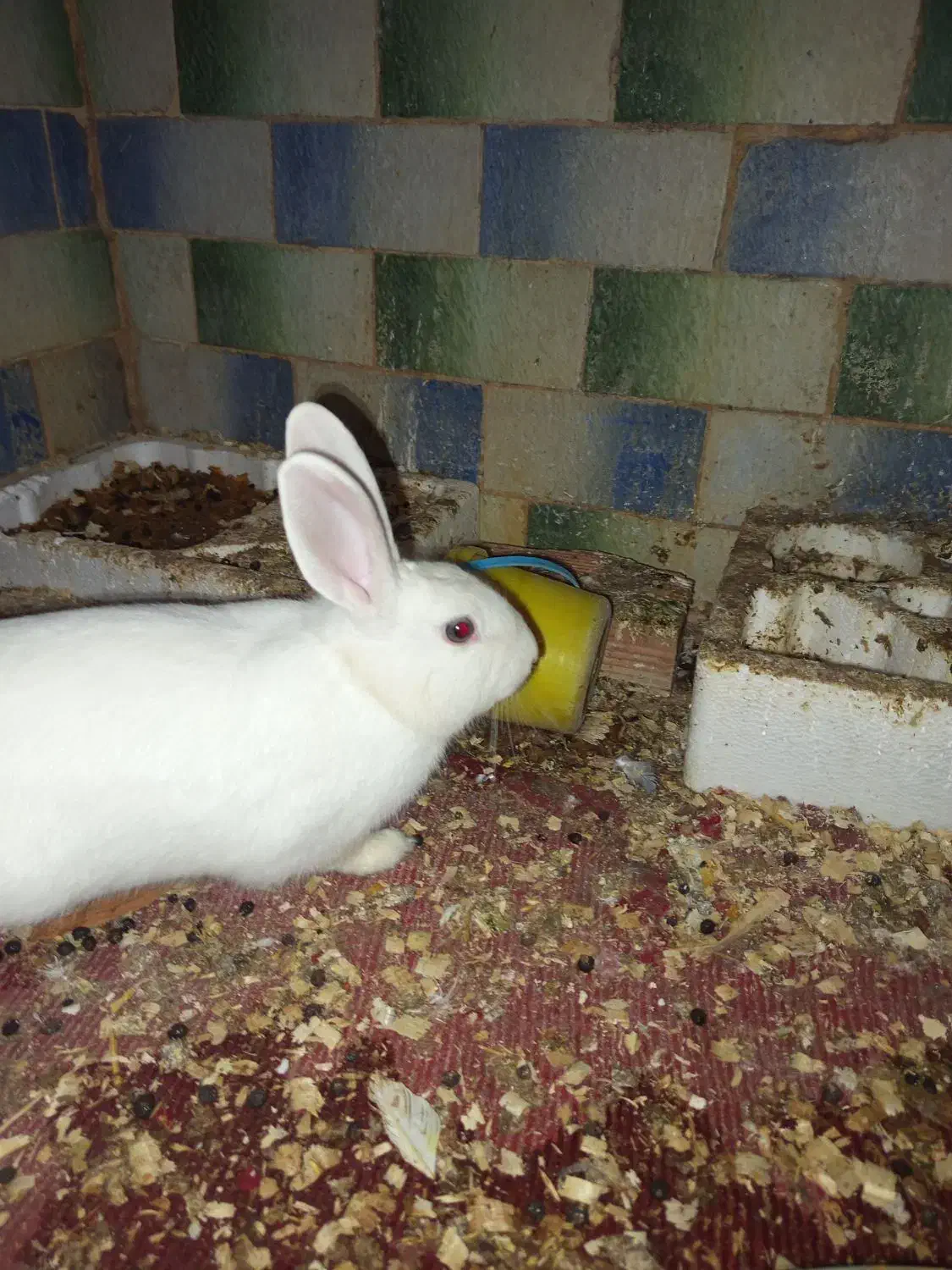 خرگوش نر|موش و خرگوش|فاضل آباد, |دیوار