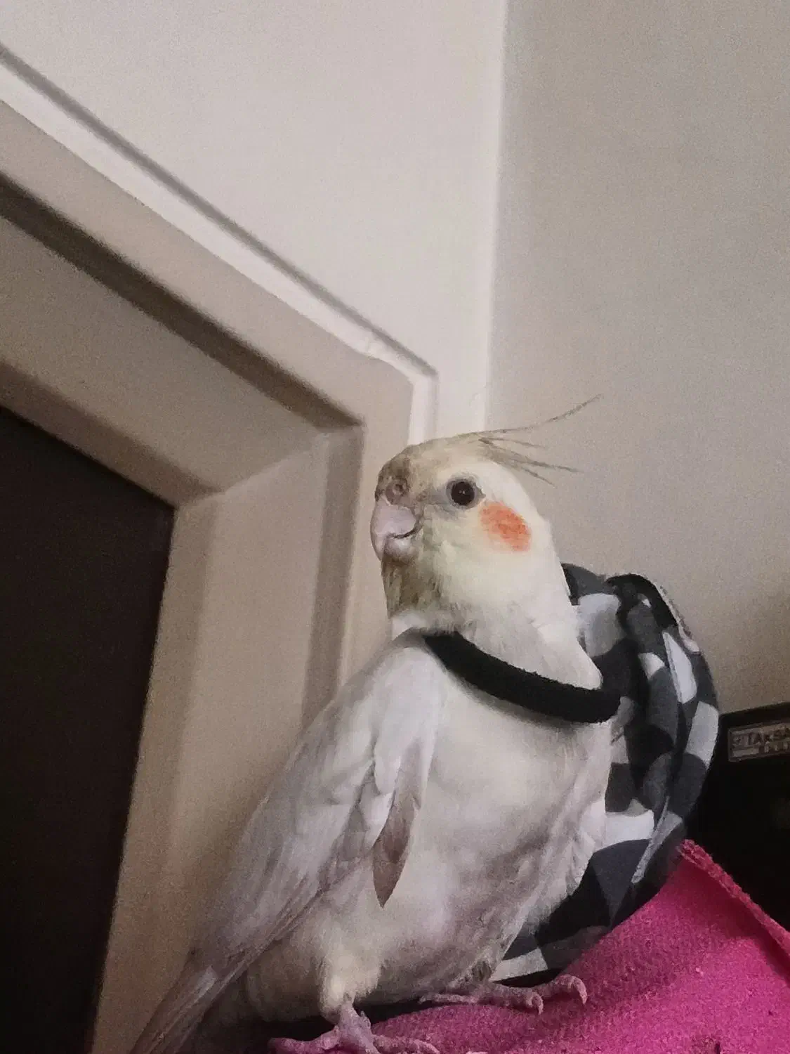 گمشده عروس هلندی|حیوانات|تهران, دکتر هوشیار|دیوار