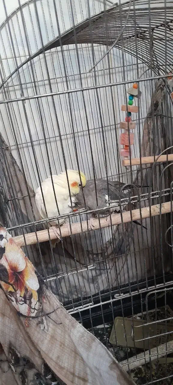 عروس هلندی|پرنده|اقبالیه, |دیوار