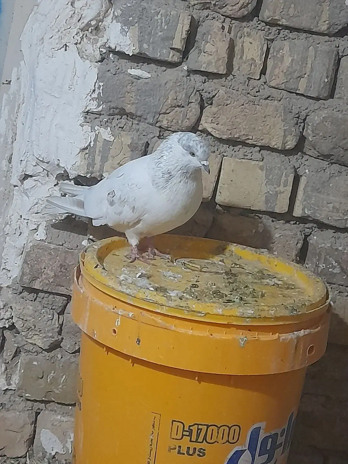 کفتر|پرنده|صائین قلعه, |دیوار