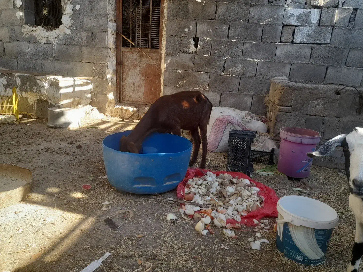 فروش بز ابستن نزدیک|حیوانات مزرعه|بندر کنگان, |دیوار