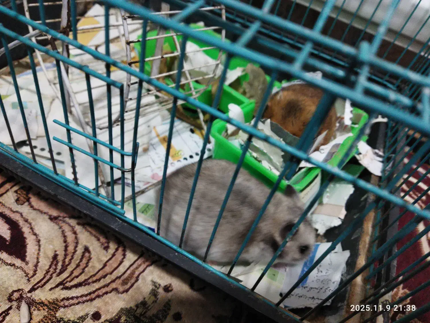 دو عدد همستر|موش و خرگوش|کرمان, |دیوار