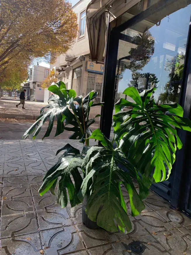 برگ انجیری کینگ|گل و گیاه طبیعی|کرمانشاه, |دیوار