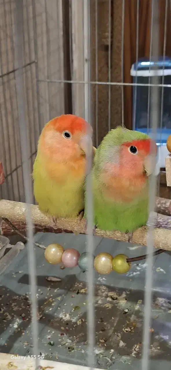 طوطی کوتوله برزیلی|پرنده|تهران, افسریه شمالی|دیوار